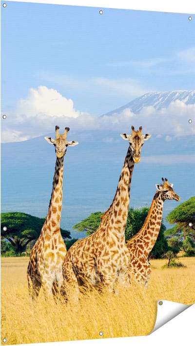 Gards Tuinposter Drie Giraffes in de Savanne - 100x150 cm - Tuindoek - Tuindecoratie - Wanddecoratie buiten - Tuinschilderij