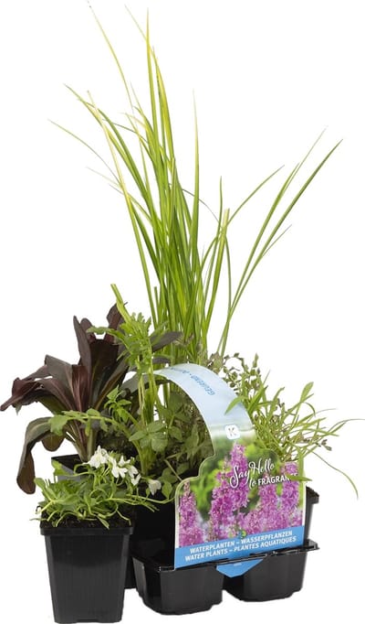 Bloomique - Set van 6 - Geurende Vijverplanten - Acorus - Geranium - Houttuynia - Mentha - Preslia - Zantedeschia - Vijverzone 1-2 - Hoogte 15-25 cm - Pot 9 cm