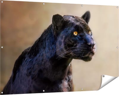 Gards Tuinposter Zwarte Panter met Oranje Ogen - 150x100 cm - Tuindoek - Tuindecoratie - Wanddecoratie buiten - Tuinschilderij