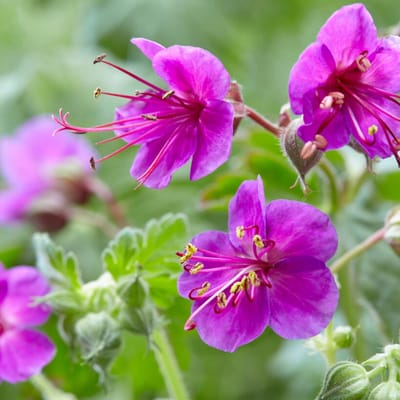 Ooievaarsbek (Geranium macrorrhizum) - Ingwersen's Variety - Vaste planten - Bijen-Vlinders - Geurend - Zomerbollen - Voorjaarsbollen