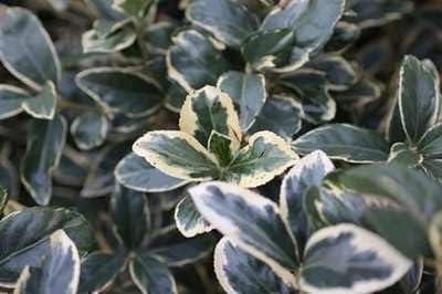 Japanse Kardinaalshoed - Kardinaalsmuts struik - Tuinieren Hagen - Groenblijvend Bontgekleurd - 60-80 cm - Groen Geel