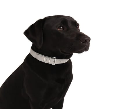 Nobleza Hondenhalsband - Honden halsband met gesp - Grijze halsband hond - Maat L - Verstelbaar 40 / 51 cm - Grijs