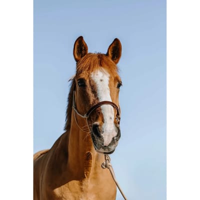 Halster en touwset voor paarden Norton Suède