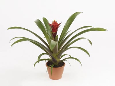 JUNAVERA Guzmania Punta | In 12 cm pot