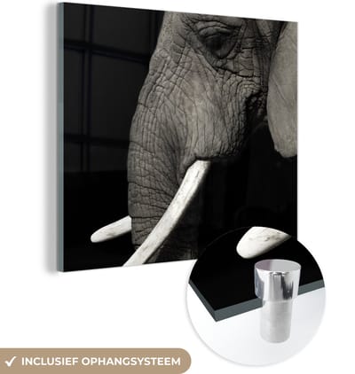 MuchoWow® Glasschilderij 50x50 cm - Schilderij acrylglas - Olifant - Dier - Slagtand - Foto op glas - Schilderijen