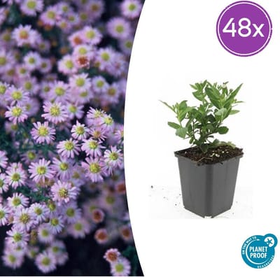 Tuinplantenshop.com | Aster ageratoides 'Stardust' | 48 stuks - Ø9cm - 10-25cm hoog - Tuinplant