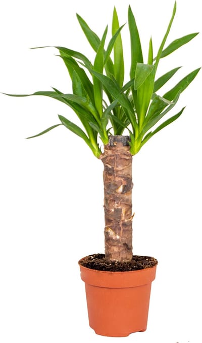 Bloomique - Yucca Elephantipes - Palmlelie - Kamerplanten - Luchtzuiverend - Gemakkelijk in onderhoud - Hoogte 30-40 cm - Pot 12 cm