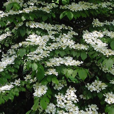 Viburnum Plicatum Tomentosum - Sneeuwbal 40-60 cm in pot
