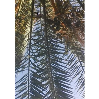 Onder De Palmboom - Ellen Mastenbroek