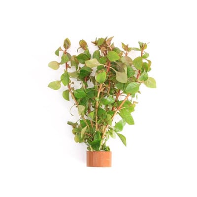 Moerings Ludwigia Palustris Rood | Super Red | in Terracotta Ring