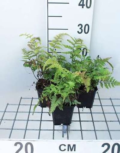 6x Japanse Regenboogvaren - Athyrium nip. 'Metallicum' ( 'pictum') | 9x9 cm pot