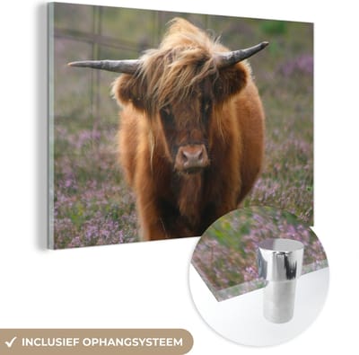 MuchoWow® Glasschilderij 150x100 cm - Schilderij acrylglas - Schotse Hooglander - Heide - Dieren - Foto op glas - Schilderijen
