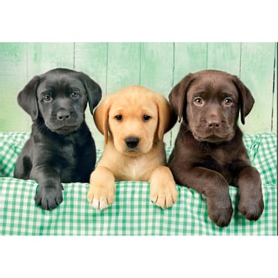 Clementoni - Puzzel - 1000 Stukjes - Drie Labradors - Puzzel Voor Volwassenen - High Quality Collection