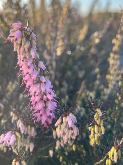 Winterheide Roze - 10 Stuks - Erica carnea 'Pink Spangles' - P9.5 - Plant - Tuinplant - Heide