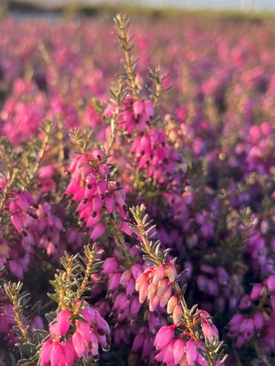 Winterheide Paars - 10 Stuks - Erica carnea 'James Backhouse' - P9.5 - Plant - Tuinplant - Heide