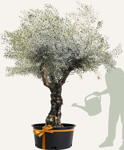 Evergreens - Olijfboom - Olea europaea - 'Branched' - 70/90 Stamomtrek - Olea Europea - Olijfboom op stam in pot - Winterhard - Groenblijvend - Olijven - Voeding