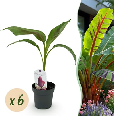 Green boutiQ - Fruitplant - Bananen plant - Musa sikkemensis Red Tiger - Winterhard - 6 planten - Pot 12cm Hoogte 30cm