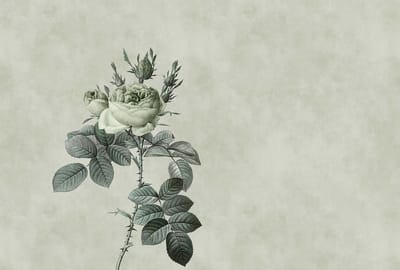 Fotobehang rose 2 DD110746 Livingwalls Walls by Patel | Goedkoop fotobehang