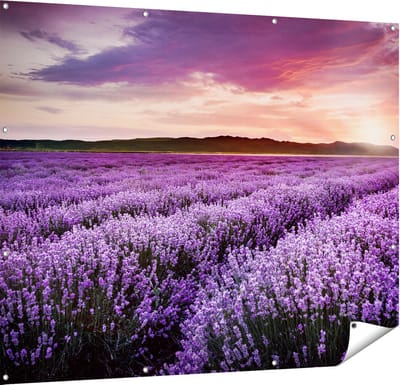 Gards Tuinposter Bloemenveld met Paarse Lavendel - Bloemen - 150x120 cm - Tuindoek - Tuindecoratie - Wanddecoratie buiten - Tuinschilderij