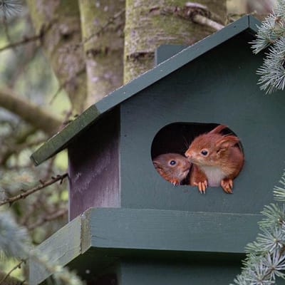 CJ Wildlife - Eekhoorn huis - Groen - FSC -gecertificeerd material - Extra rand voor steun en grip - Brede ingang - Eekhoorn Nest
