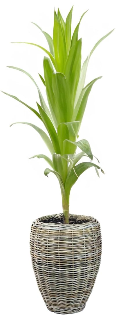 Van der Leeden Planten/bloemen mand - rotan - gevlochten riet - D48 x H62 cm - drypot - plantenpot - plantenmand