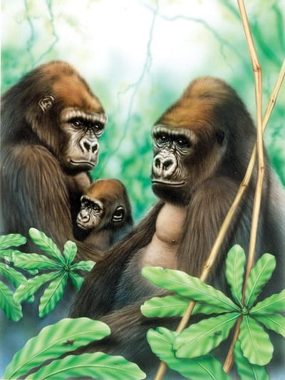 Schilderen op nummer - Paint by numbers - Dieren - Gorilla's 22x30cm - Schilderen op nummer volwassenen - Paint by numbers volwassenen