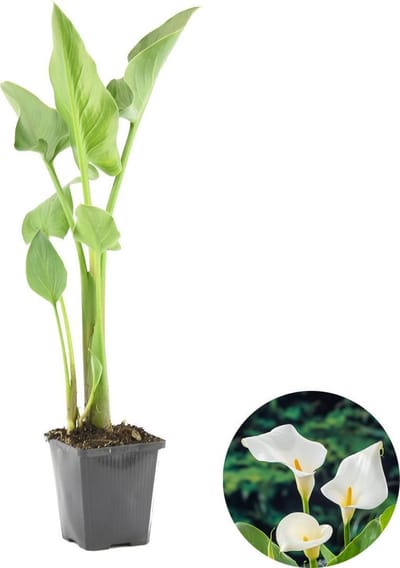 Bloomique - Zantedeschia Aethiopica - Witte Aronskelk - Vijverplanten - Winterhard - Hoogte 10-20 cm - Pot 9 cm