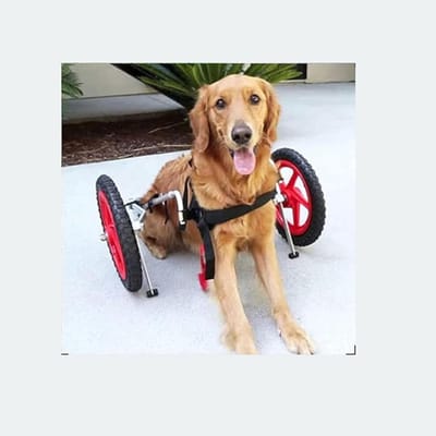 Hondenrolstoel - Hondenbuggy Revalidatiekar - Mobiliteit Ondersteunen - Verstelbaar Lichtgewicht - Voor Grote Honden - Zilver