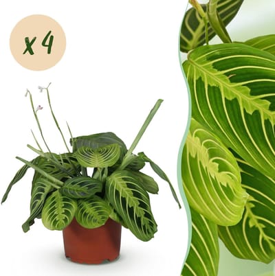 Plantenboetiek.nl | Maranta Fascinator Lemon Lime - Gebedsplant - Huisdiervriendelijk - Groen - 4 Planten - Ø12cm - 30-35cm hoog - Kamerplant - Groenblijvend