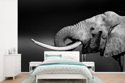 Behang - Fotobehang Olifant - Water - Dieren - Zwart - Wit - Breedte 390 cm x hoogte 260 cm