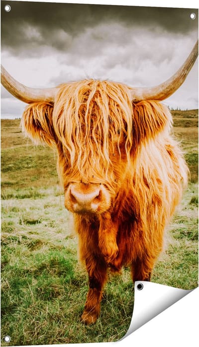 Gards Tuinposter Schotse Hooglanders in de Wei - Kleur - 60x90 cm - Tuindoek - Tuindecoratie - Wanddecoratie buiten - Tuinschilderij