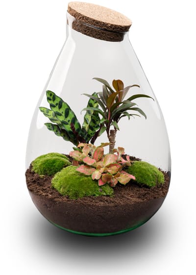 Drop XL Palm - Planten Terrarium met kurk - DIY kit - Ecosysteem plant - Ø 24 cm ↑ 37 cm