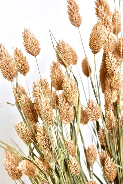 Droogbloemen Phalaris  Zalm | Kanariegras | 70 cm | Natuurlijk Bloemen