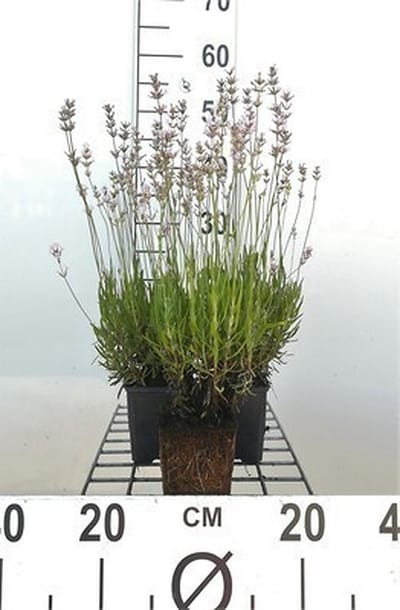 6x Lavandel - Lavandula ang. 'Rosea' | 9x9 cm pot
