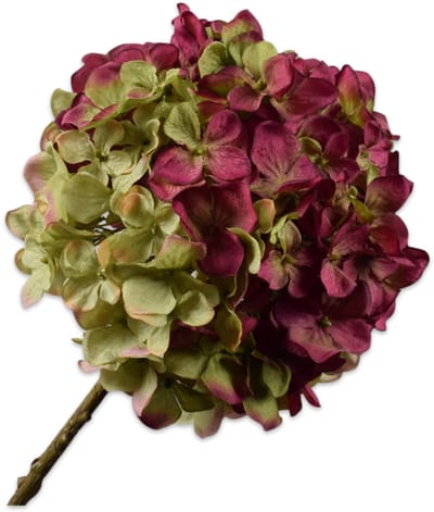 Hortensia tak burgury/groen 70 cm