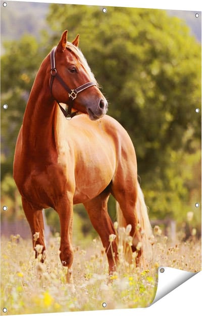 Gards Tuinposter Bruin Paard in de Wei - 90x120 cm - Tuindoek - Tuindecoratie - Wanddecoratie buiten - Tuinschilderij