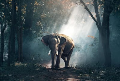 Legpuzzels 5000 stukjes - Houten Puzzel - Ontspanning Thuis - Achterwand Scheidingswand - 52x38cm - Olifant Mist