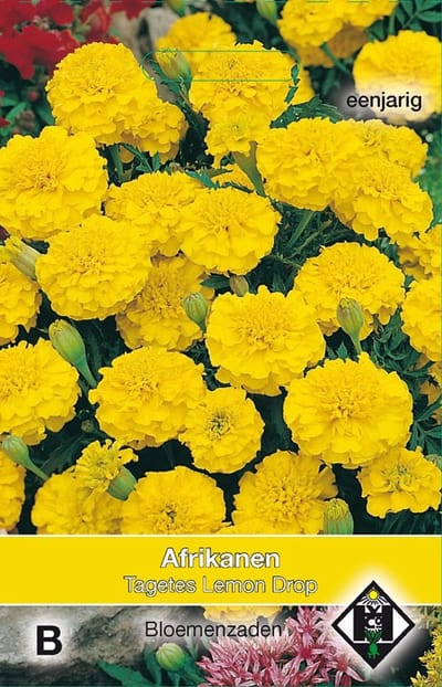 2 stuks Tagetes patula nana Lemon DropVan Hemert & Co