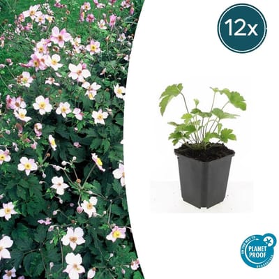 Tuinplantenshop.com | Anemone tom. 'Robustissima' | 12 stuks - Ø9cm - 10-25cm hoog - Tuinplant