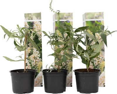 Plant in a Box - Buddleja Wit - Vlinderstruik Winterhard voor in de tuin - Pot 9cm - Hoogte 25-40cm