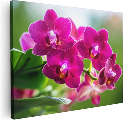 Artaza Canvas Schilderij Bloemen - 40x30 cm - Klein - Muurdecoratie Orchidee - Wanddecoratie Woonkamer - Kamer Accessoires