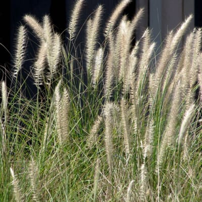 Lampiongras 'Hameln' (Pennisetum al. Hameln) - Pennisetum alopecuroides Hameln - Lampenpoetsersgras - Vaste planten