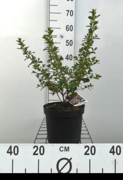 Escallonia hybr. 'Apple Blossom' - Escallonia 40- 50 cm in pot