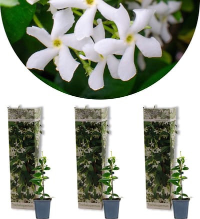 Bloomique - Set van 3 - Trachelospermum Jasminoides – Sterjasmin – Klimplant – Winterhard - 15-20 cm - Pot 9 cm - Hoogte 10-20 cm