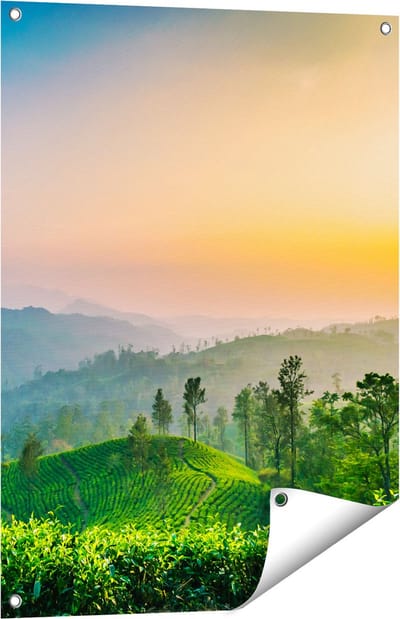 Gards Tuinposter Zonsondergang op een Thee Plantage - 60x80 cm - Tuindoek - Tuindecoratie - Wanddecoratie buiten - Tuinschilderij