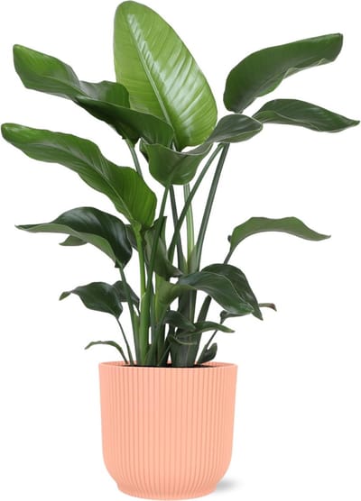 Green Harmony - Strelitzia Nicolai - Ø21cm - 80cm in Vibes ROZE pot
