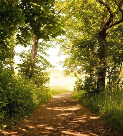 Fotobehang - Forest Path 225x250cm - Vliesbehang