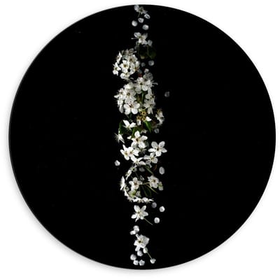 Dibond Wandcirkel - Witte Bloemen op Zwarte Achtergrond  - 60x60cm Foto op Aluminium Wandcirkel (met ophangsysteem)