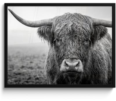 Poster in lijst - Fotolijst 80x60 cm - Posters - Schotse hooglander - Zwart - Wit - Gras - Posterlijst zwart - Decoratie - Wanddecoratie woonkamer - Muurdecoratie slaapkamer