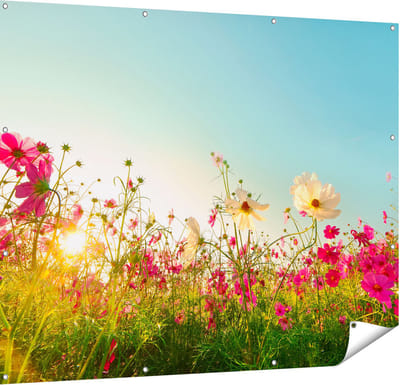 Gards Tuinposter Kosmos Bloemenveld met een Opkomende Zon - 150x120 cm - Tuindoek - Tuindecoratie - Wanddecoratie buiten - Tuinschilderij
